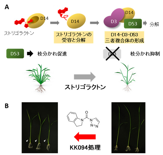 植物の枝分かれをコントロールする新しい薬剤の開発