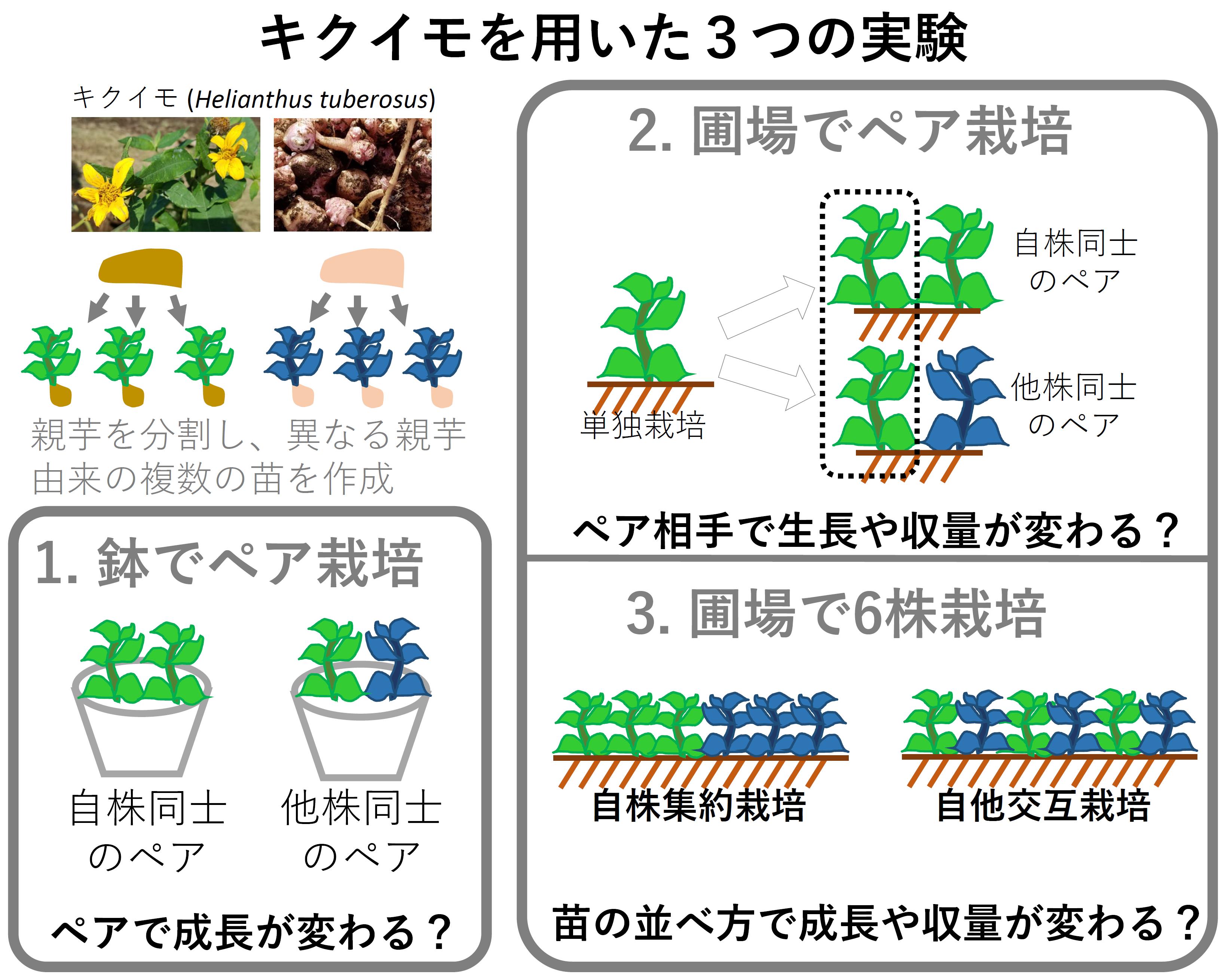 苗の並べ方でイモの収量が変わる 植物の自他識別を応用した新しい栽培法をキクイモで実証