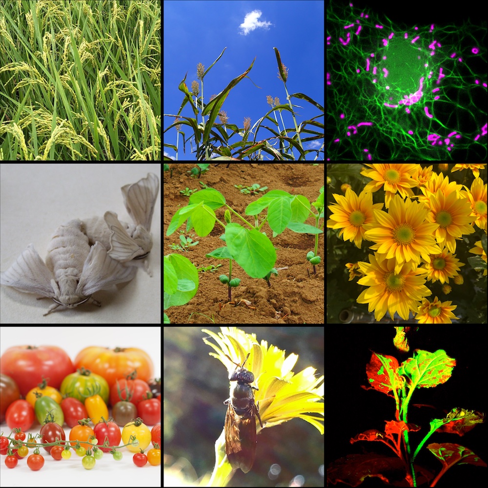 農業に関わるさまざまな植物・昆虫・微生物