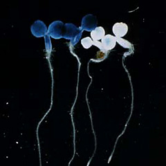  植物細胞の遺伝子発現:硫黄欠乏によって発現誘導されるダイズ由来の遺伝子の発現を調べるために、そのプロモーターの下流にβ-グルクロニダーゼをレポーターとして連結した遺伝子をシロイヌナズナに導入した。硫黄欠乏処理すると(左側)、処理しないもの(右側)に比べ、 β-グルクロニダーゼ活性を示す青色が濃くなっているのが分かる。このように遺伝子発現制御系は異種の植物間で保存されていることが多い。