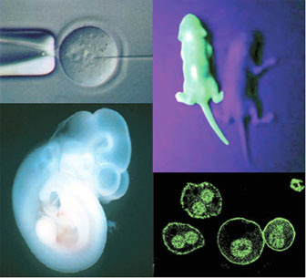 左上:マウス受精卵前核へのDNAの顕微注入、右上:蛍光タンパク質EGEPを発現する遺伝子導入マウス(左)と野生型マウス(右)の新生仔、左下:9.5日齢マウス胎仔、右下:インスリン刺激によっておこる細胞膜付近のAkt(リン酸化酵素)の活性化