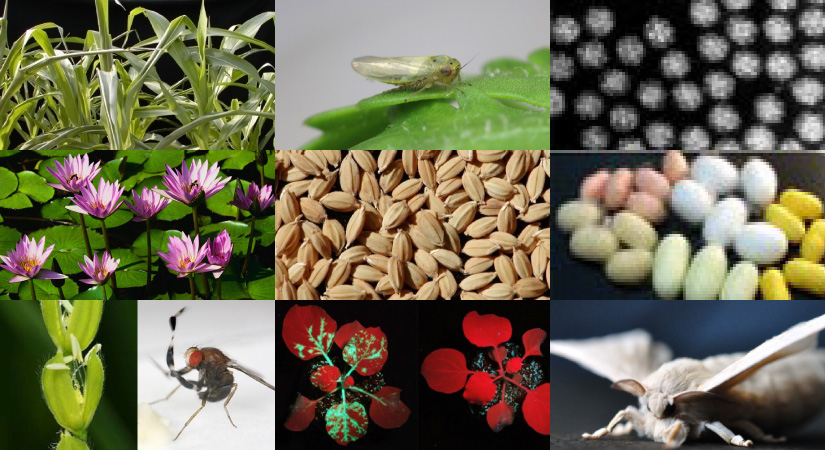 農業に関わる植物・昆虫・微生物
