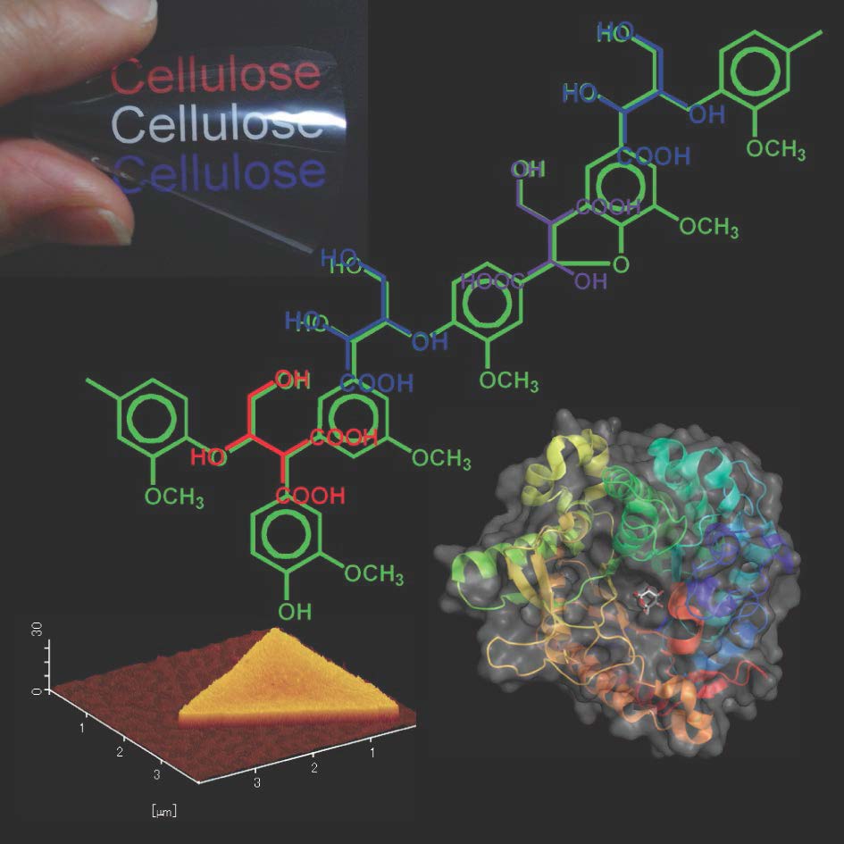 植物の主成分であるリグニンの化学構造 
左上　セルロースナノファイバーで作られたフィルム 
左下　ポリ乳酸の原子間力顕微鏡像 
右下　キノコ由来β?グルコシダーゼの構造