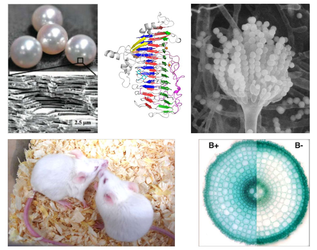 真珠の層状構造、ビフィズス菌の酵素、麹菌の分生子形成器官+異性とのフェロモンコミュニケーションをとるマウス、ホウ素非欠乏と欠乏のイネの根の断面