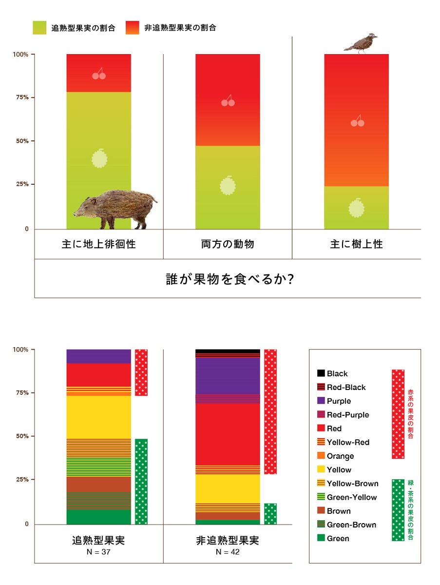 果物が追熟するのは何のため 見逃されていた生態学的意義を初めて検証 東京大学大学院農学生命科学研究科 農学部