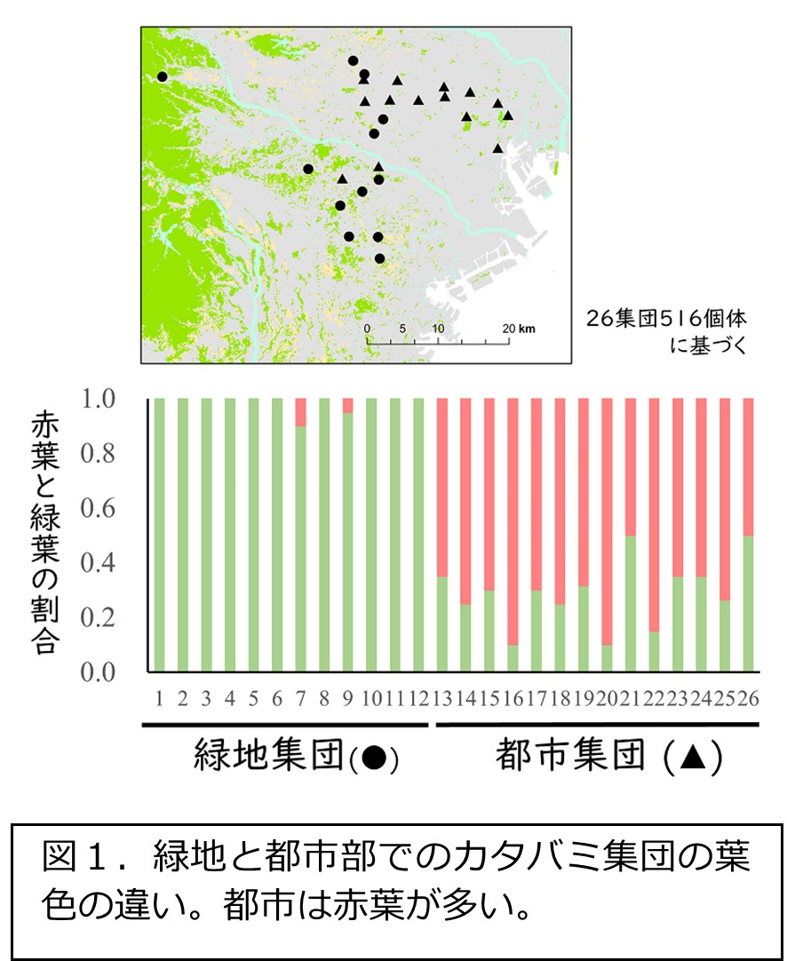 都市の熱さで植物は赤く進化する ―ヒートアイランドへの急速な適応進化