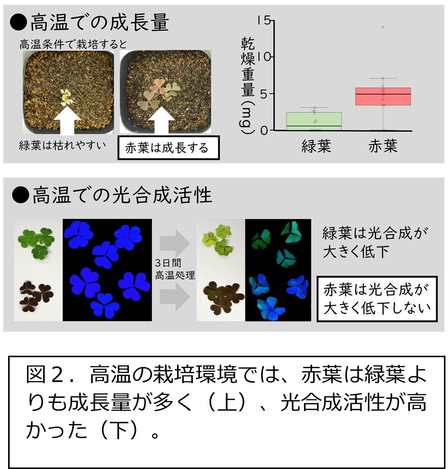 都市の熱さで植物は赤く進化する ―ヒートアイランドへの急速な適応進化