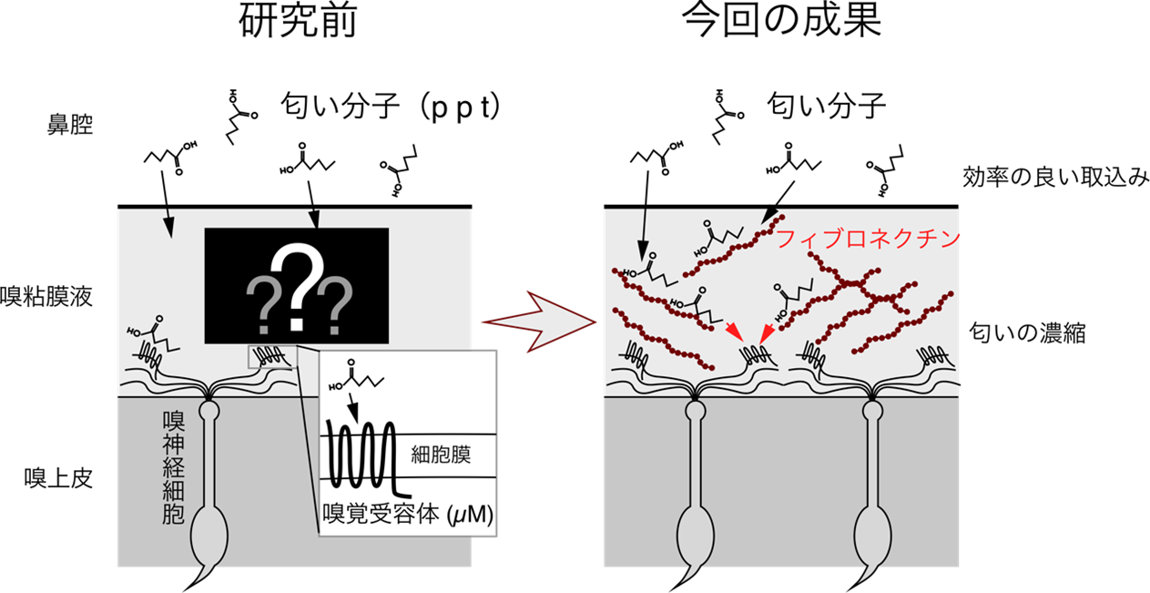 ヒトの高感度な匂い知覚に関わる嗅粘液中因子の発見～細胞外マトリクス糖タンパク質のフィブロネクチンが 嗅覚受容体の匂い応答を促進～