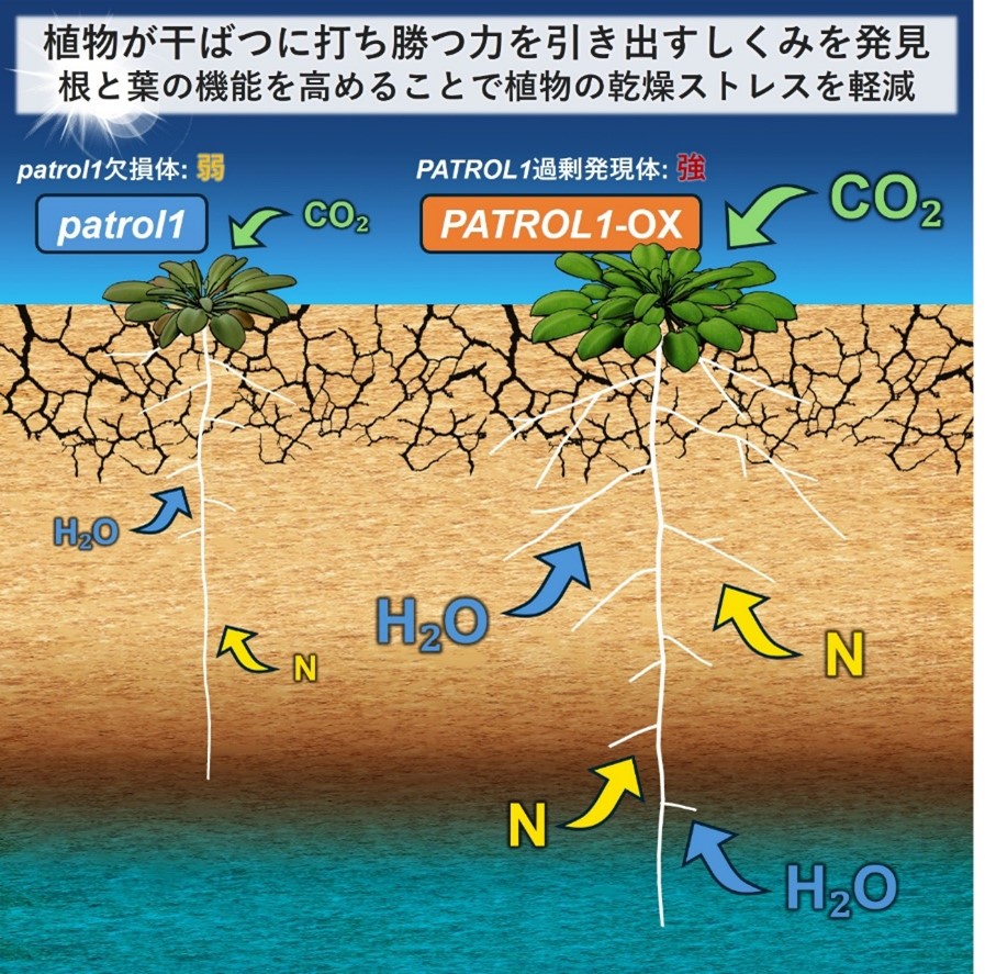 植物が干ばつに打ち勝つ力を引き出すしくみを発見～根と葉の機能を高めることで植物の乾燥ストレスを軽減～