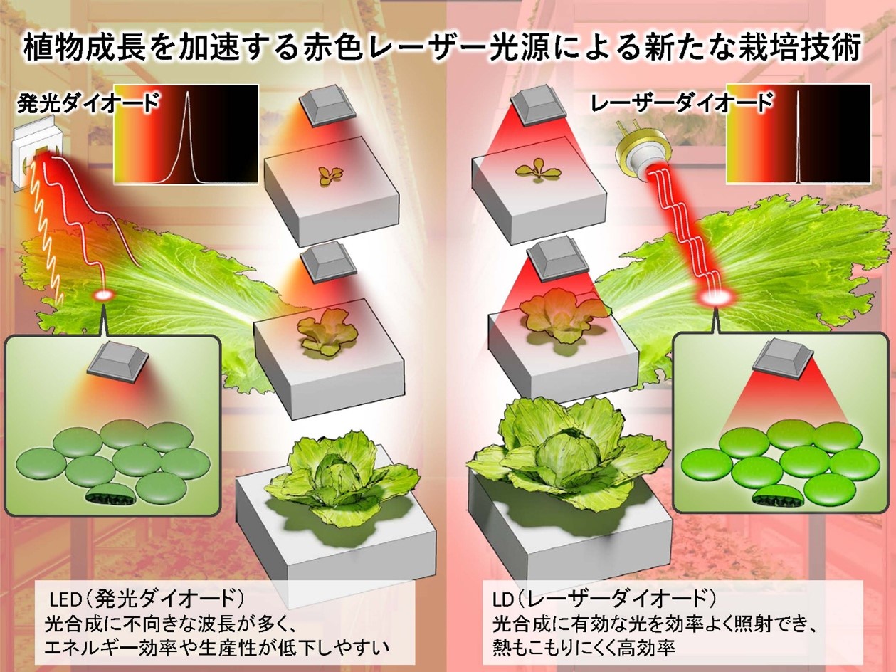 「レーザーの光で育てる未来の野菜」～赤色レーザーダイオードが拓く次世代植物工場の光戦略～