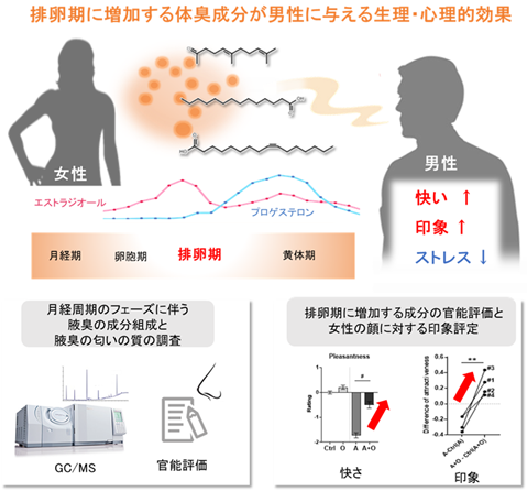 女性の排卵期に増加して、男性にポジティブな生理・心理効果を与える体臭成分を特定